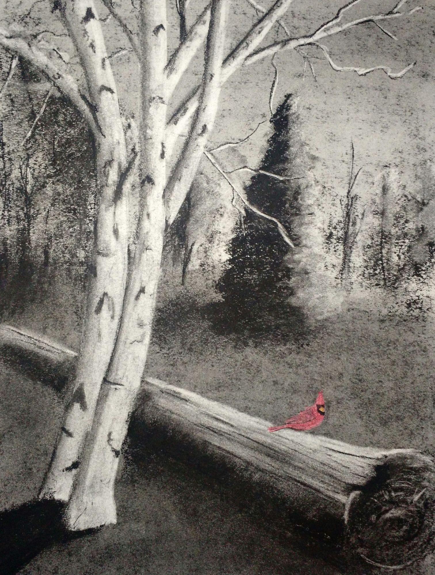 Charcoal drawing of birch trees and a red cardinal